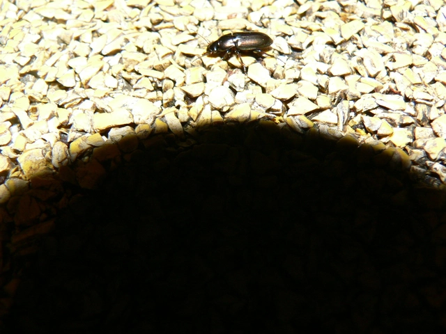 Harpalus distinguendus - mezei lomhafutó