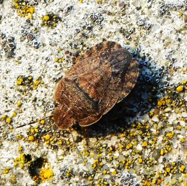 Sciocoris Sciocoris