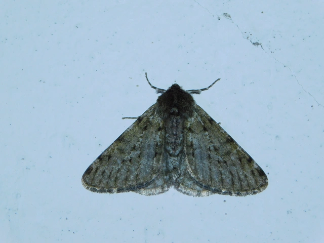 Apocheima pilosaria - zöldes tavasziaraszoló