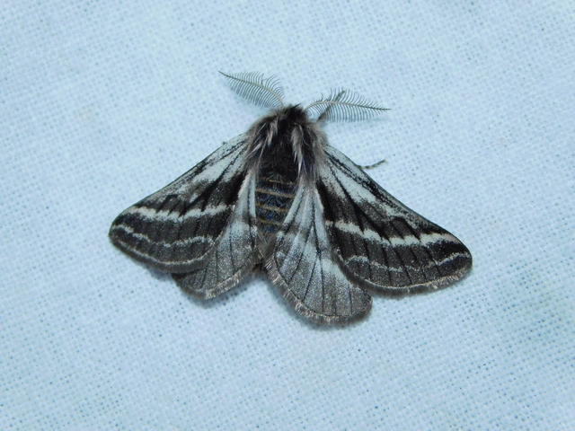Lycia zonaria - öves tavasziaraszoló