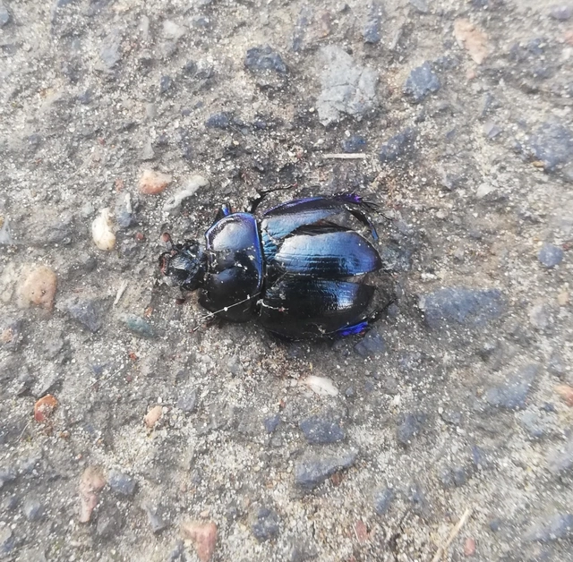 Anoplotrupes stercorosus - erdei álganéjtúró