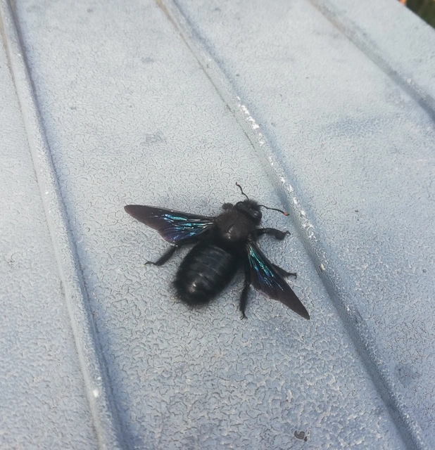 Xylocopa violacea - kék fadongó