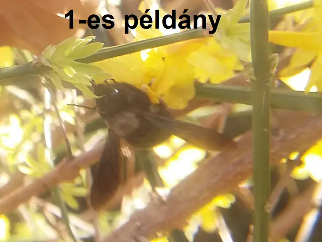 Xylocopa violacea - kék fadongó