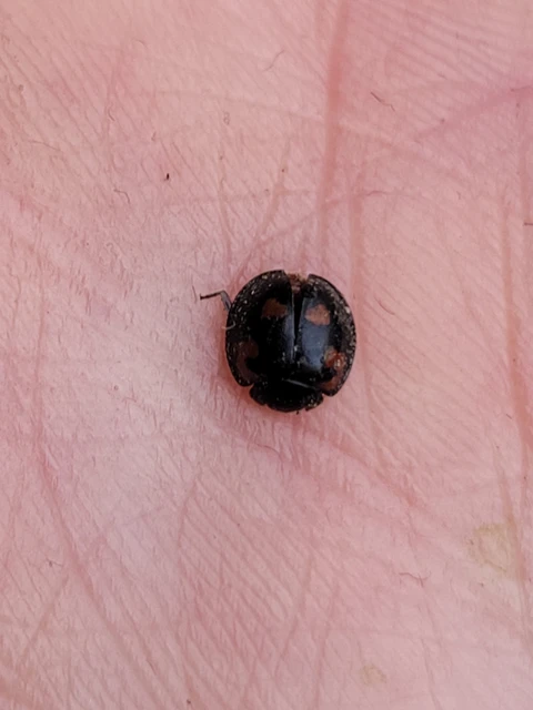 Exochomus quadripustulatus - négyfoltos szerecsenkata