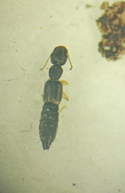 Astenus lyonessius - közönséges köviholyva