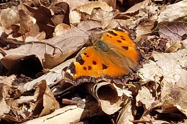 Nymphalis xanthomelas - vörös rókalepke