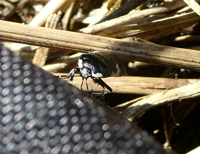 Tritomegas bicolor - foltos földipoloska