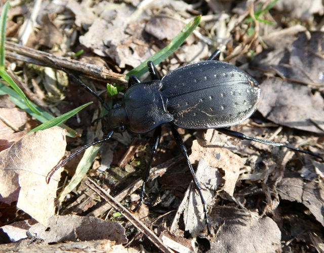 Carabus hortensis - aranypettyes futrinka