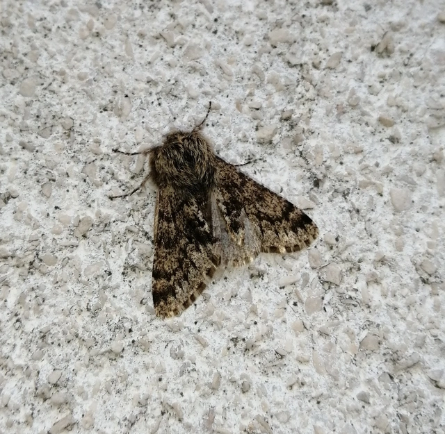 Apocheima hispidaria - borzas tavasziaraszoló