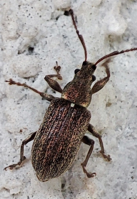 Phyllobius pyri - gyümölcsfa-levélormányos