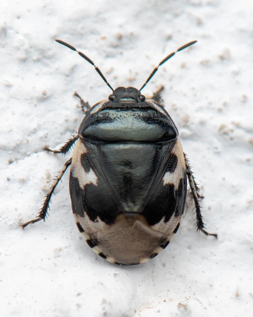 Tritomegas bicolor - foltos földipoloska