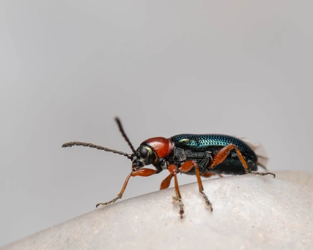 Oulema melanopus/duftschmidi