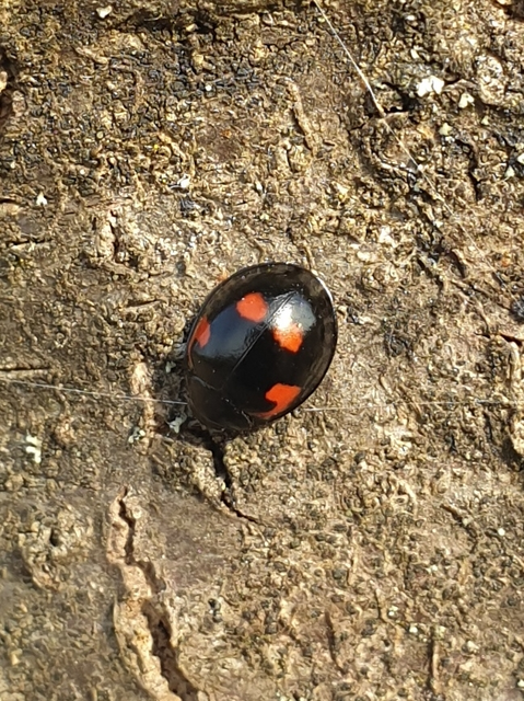 Exochomus quadripustulatus - négyfoltos szerecsenkata