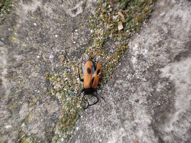 Apalus bimaculatus - kétfoltos élősdibogár