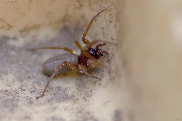 Dysderidae - fojtópókok