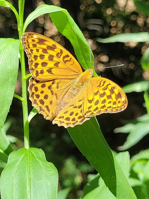 Argynnis paphia - nagy gyöngyházlepke