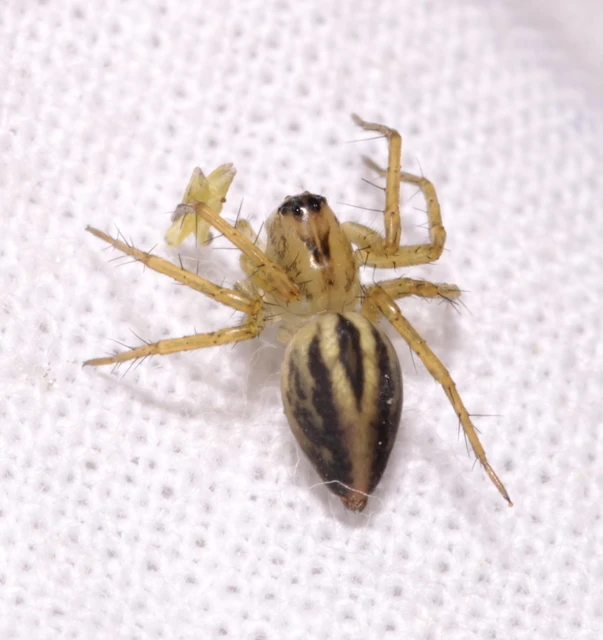 Oxyopes