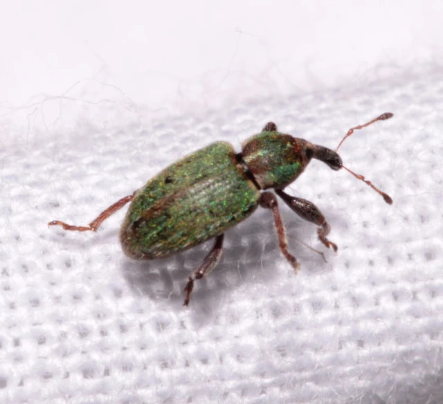 Hypera nigrirostris - pompás pikkelyesormányos