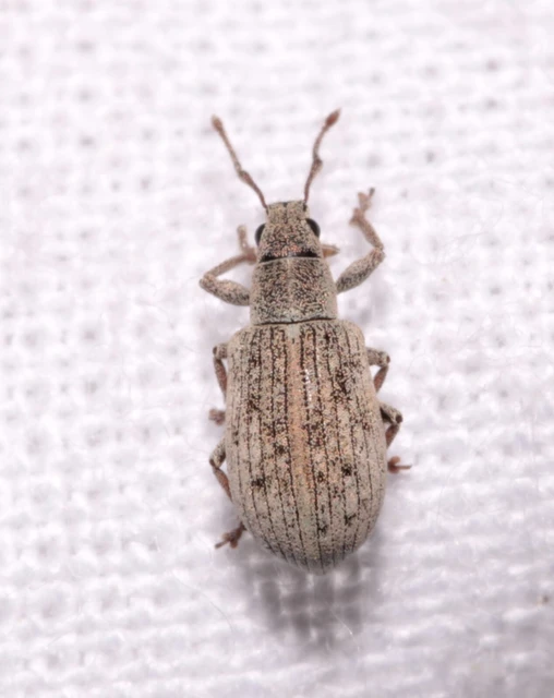 Polydrusus tibialis - gyepi lombormányos