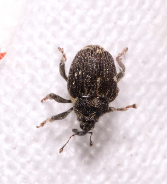 Nedyus quadrimaculatus - közönséges csalánormányos