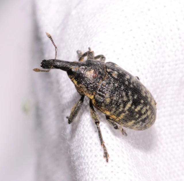 Larinus sturnus - aszat-púderbarkó