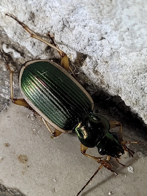 Chlaenius spoliatus - csupasz bűzfutó