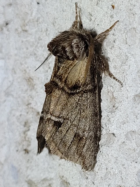 Drymonia velitaris - hegyi púposszövő