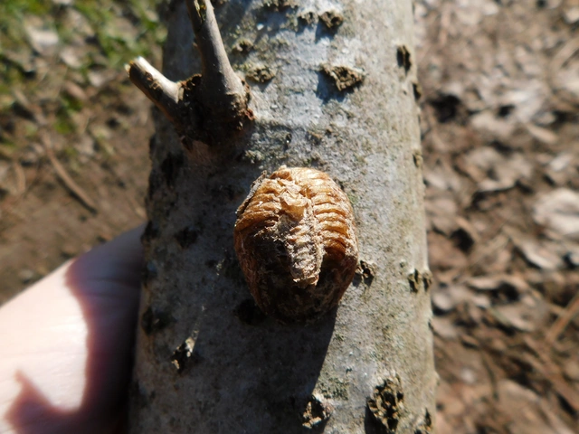 Hierodula tenuidentata - óriás ázsiai imádkozósáska