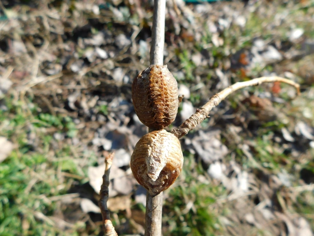 Hierodula tenuidentata - óriás ázsiai imádkozósáska