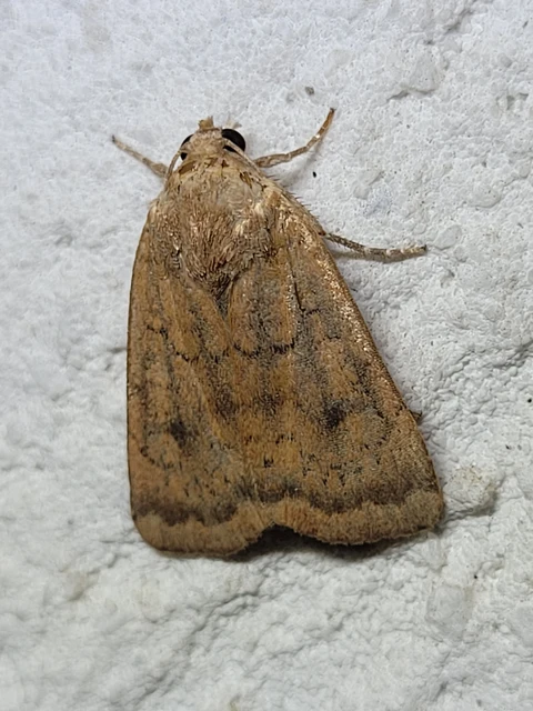 Noctua interjecta - zömök sárgafűbagoly