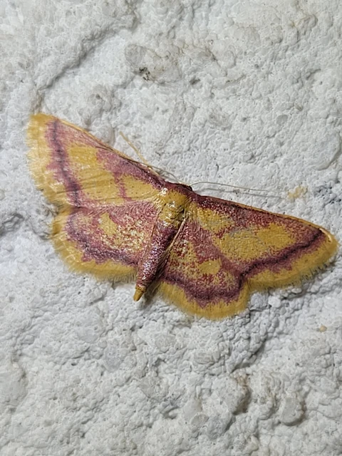 Idaea muricata - mocsári pirosaraszoló