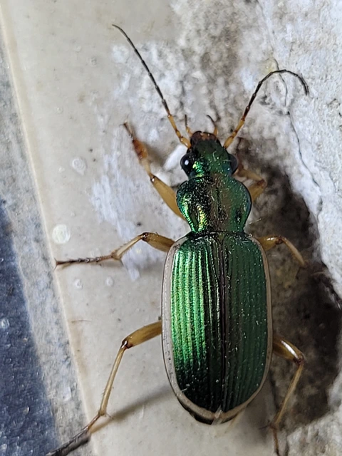 Chlaenius spoliatus - csupasz bűzfutó