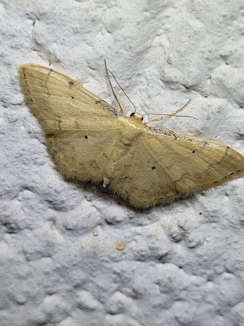 Idaea politaria - vonalas apróaraszoló