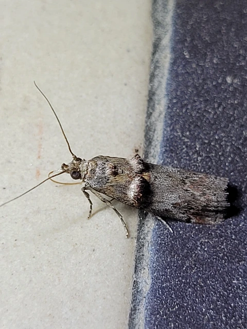 Trachonitis cristella - bokorrágó karcsúmoly