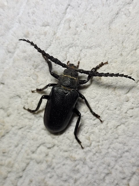 Prionus coriarius - csőszcincér Prionus coriarius - csőszcincér