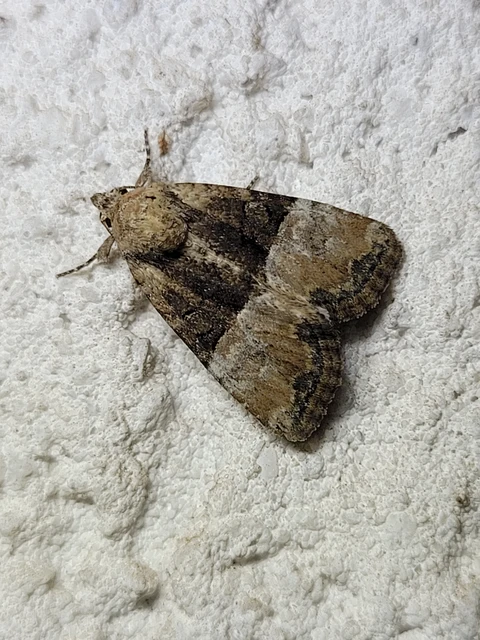 Mesoligia furuncula - kétszínű dudvabagoly