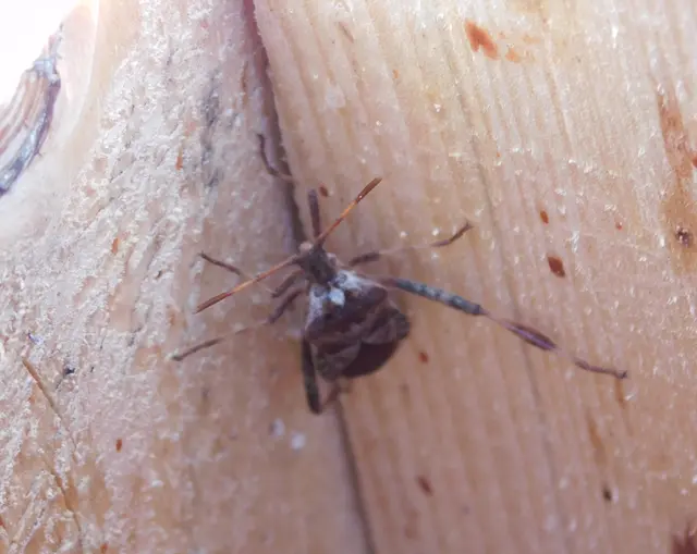 Leptoglossus occidentalis - nyugati levéllábú poloska Leptoglossus occidentalis - nyugati levéllábú poloska