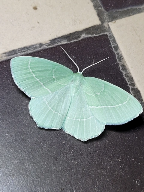 Hemistola chrysoprasaria - kékes zöldaraszoló