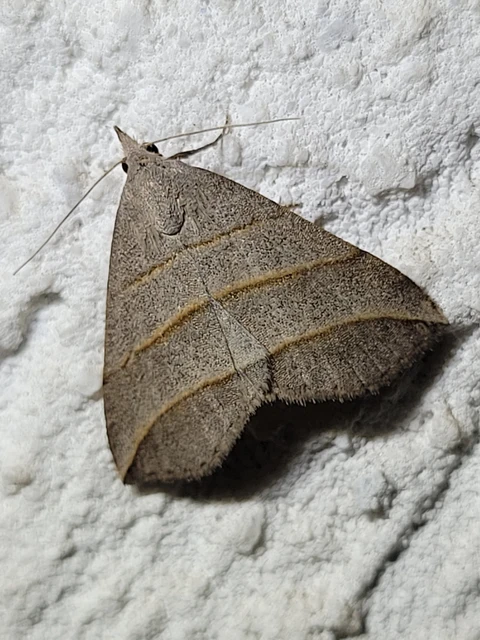 Colobochyla salicalis - háromsávos törpebagoly