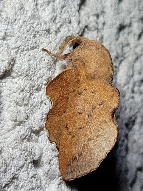 Phyllodesma tremulifolia - nyárlevélpohók