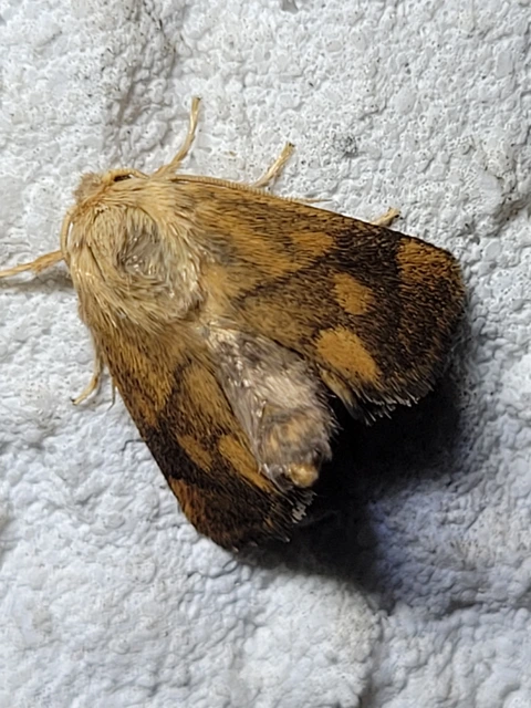 Apoda limacodes - kagylólepke