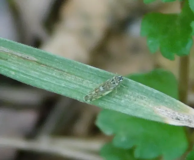 Eupteryx