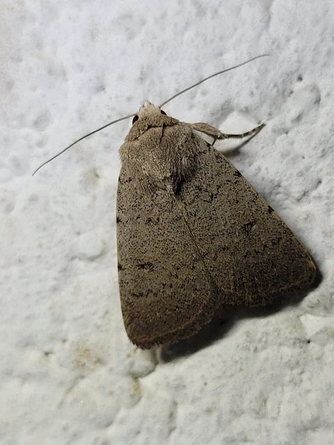 Platyperigea aspersa - homokszínű selymesbagoly