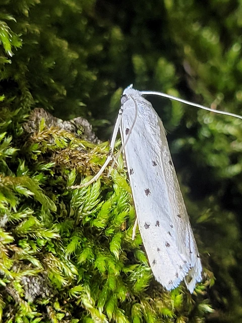 Myelois circumvoluta - pettyes karcsúmoly