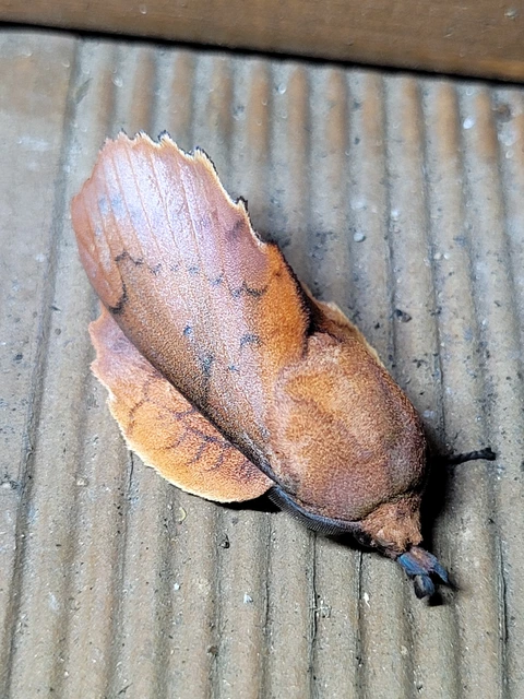Gastropacha quercifolia - tölgylevélpohók