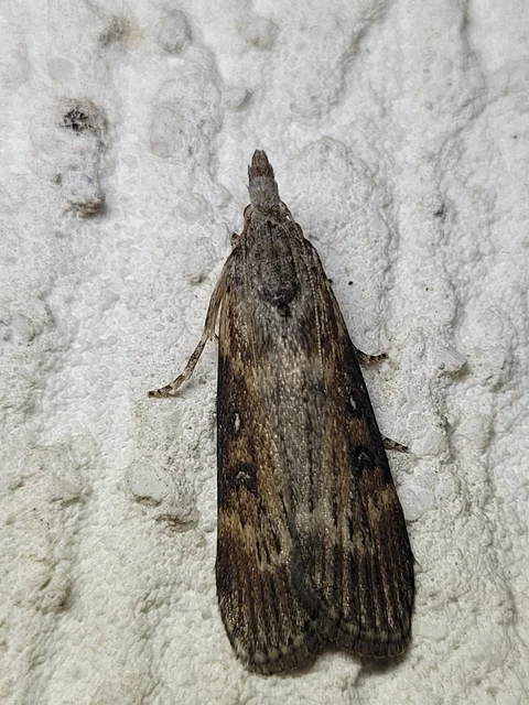 Lamoria