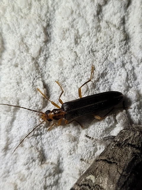 Nacerdes carniolica - karnóliai álcincér