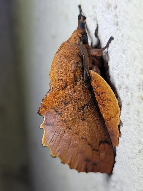 Gastropacha quercifolia - tölgylevélpohók