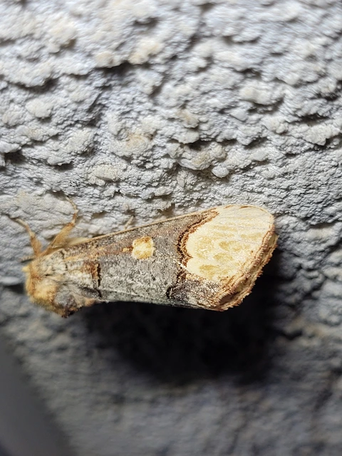 Phalera bucephaloides - magyar púposszövő