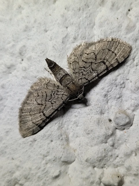 Eupithecia silenicolata - habszegfű-törpearaszoló